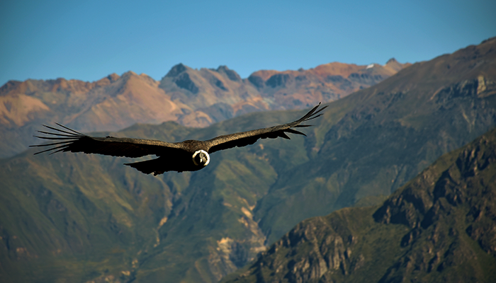 cañon de colca cañon de colca